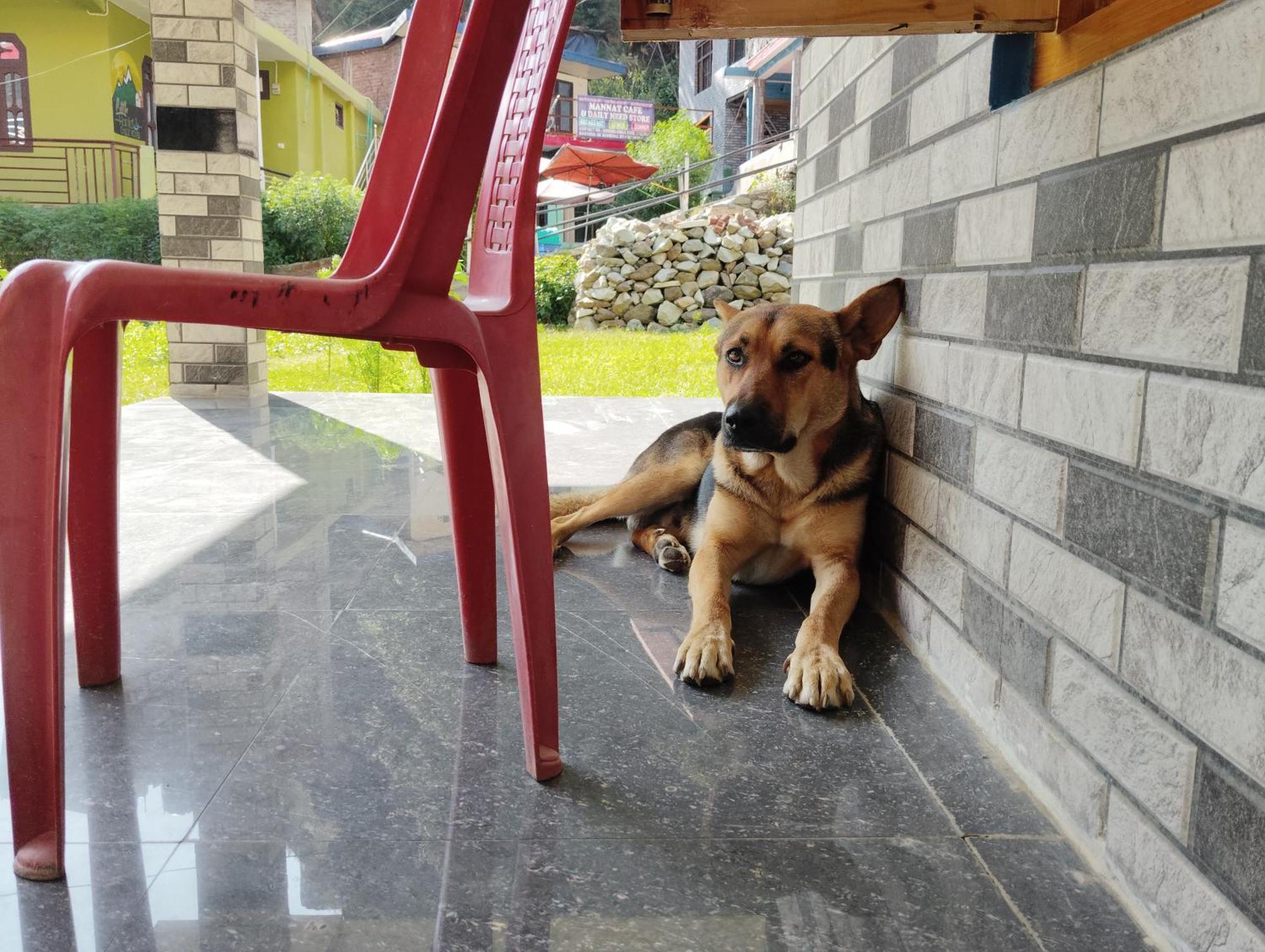 Dog N Hill Hotel กาซอล ภายนอก รูปภาพ