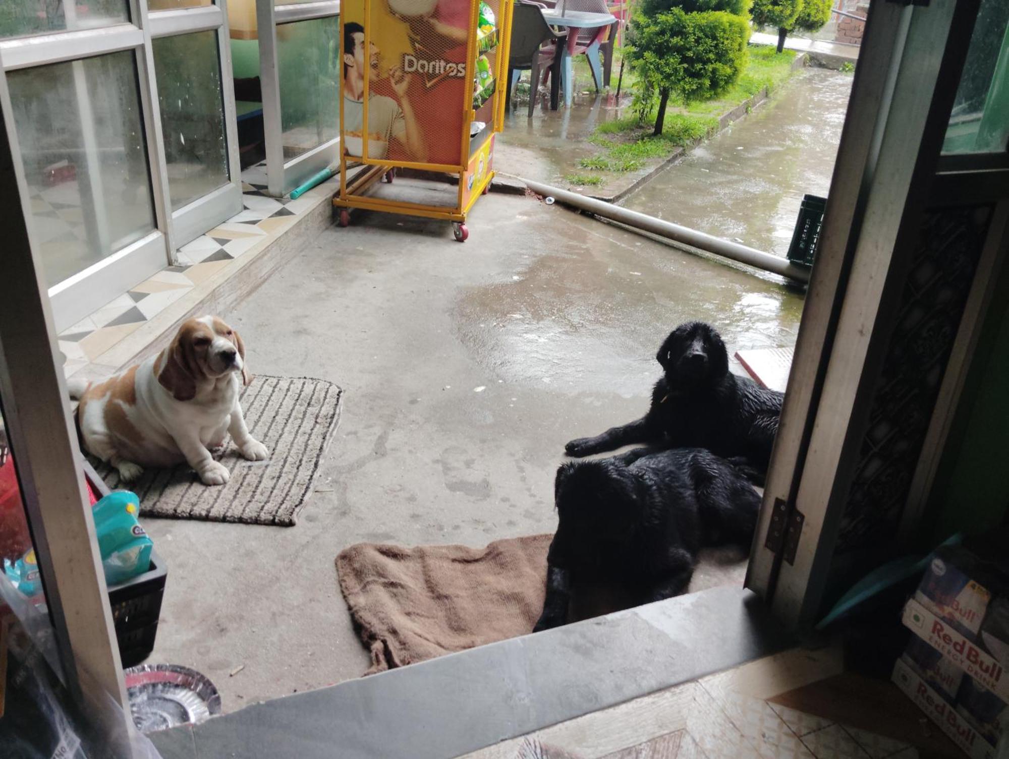 Dog N Hill Hotel กาซอล ภายนอก รูปภาพ